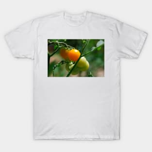 Orange Tomatoes Ripening on the Vine T-Shirt